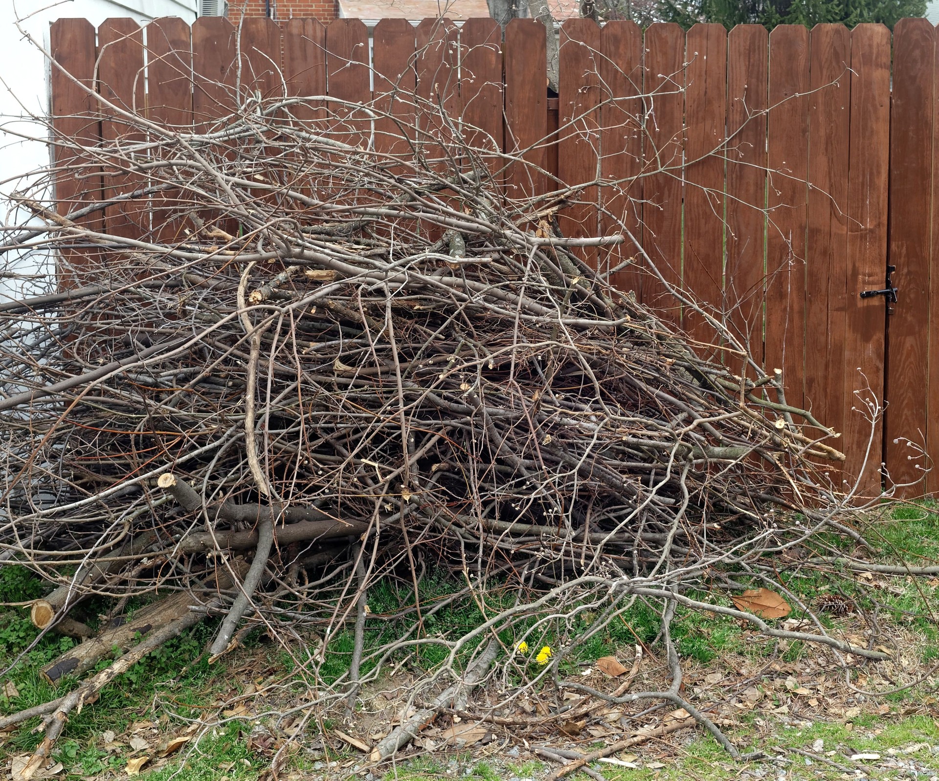 Pruned Tree Branches